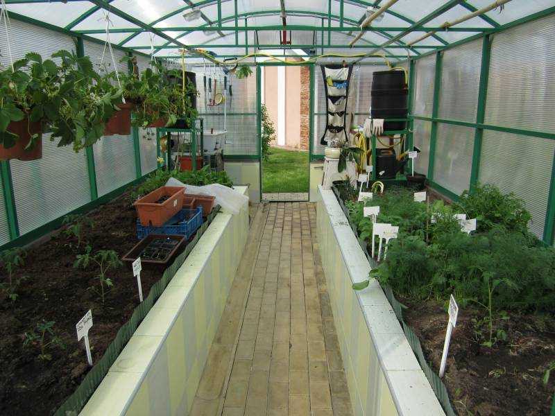 Схема посадки помидор в теплице из поликарбоната 3х6 | огородовед