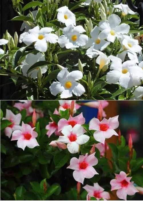Дипладения или мандевилла - красивое вьющееся растение с крупными цветками Рассмотрим особенности ухода и способы размножения в домашних условиях