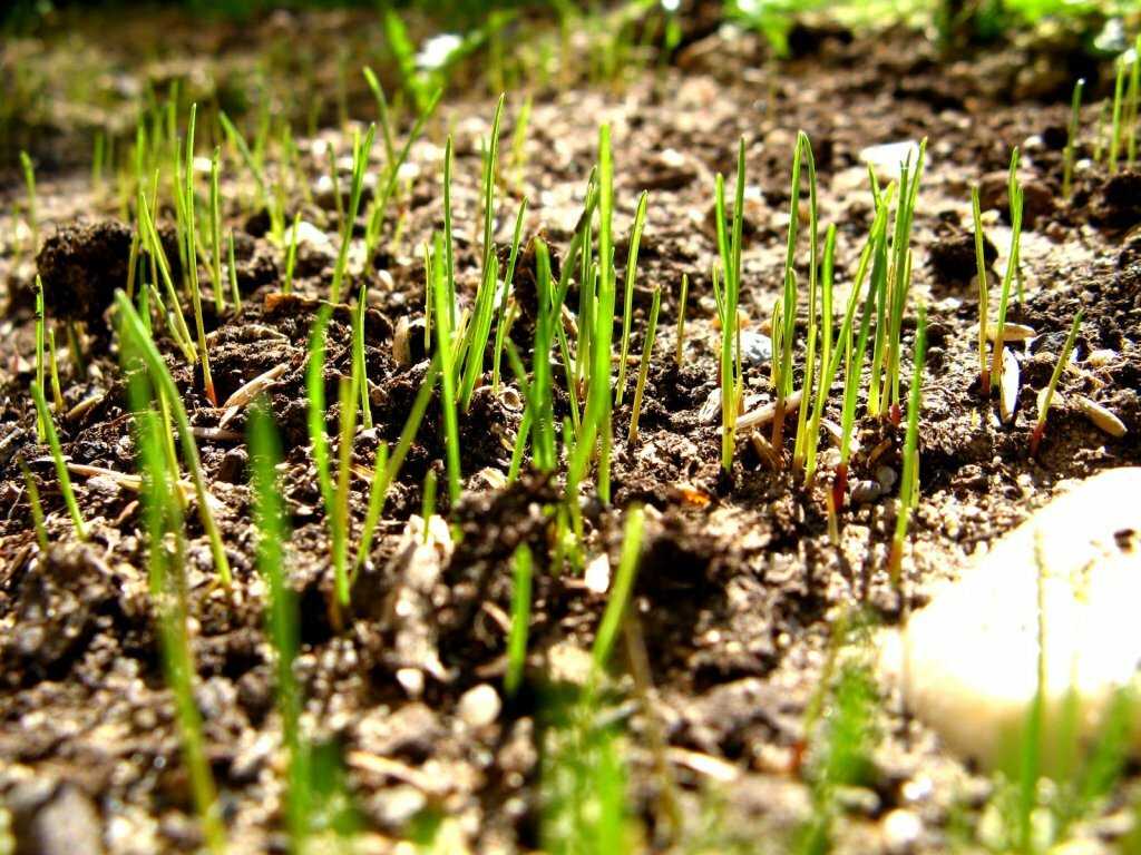 Грунт для газона: как выбрать землю для газона? какой состав лучше для газонной травы?