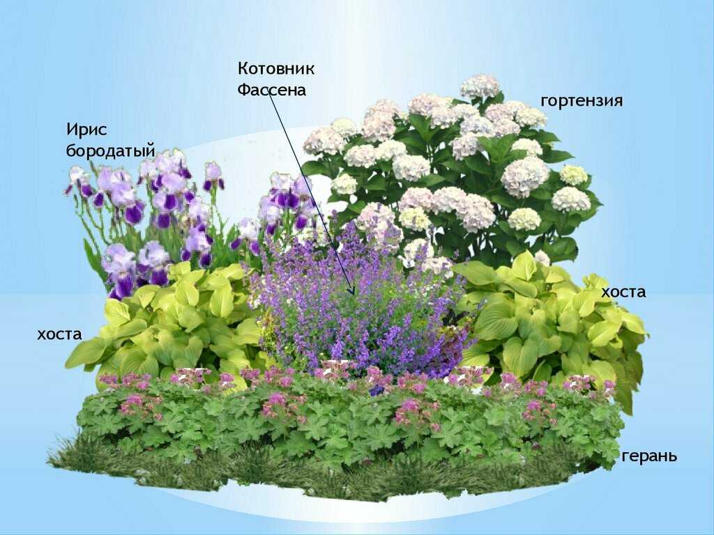 Растения весенних цветников и их названия (63 фото): какие цветы часто встречаются и как ими оформить клумбу