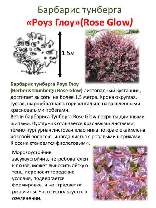 Как посадить и ухаживать за барбарисом атропурпуреа (atropurpurea) в открытом грунте