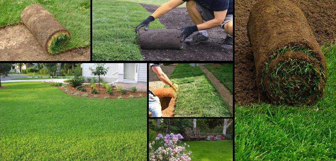 Спортивный газон (47 фото): виды газонной травы, семена и состав, через сколько всходит, как сажать и ухаживать, отзывы