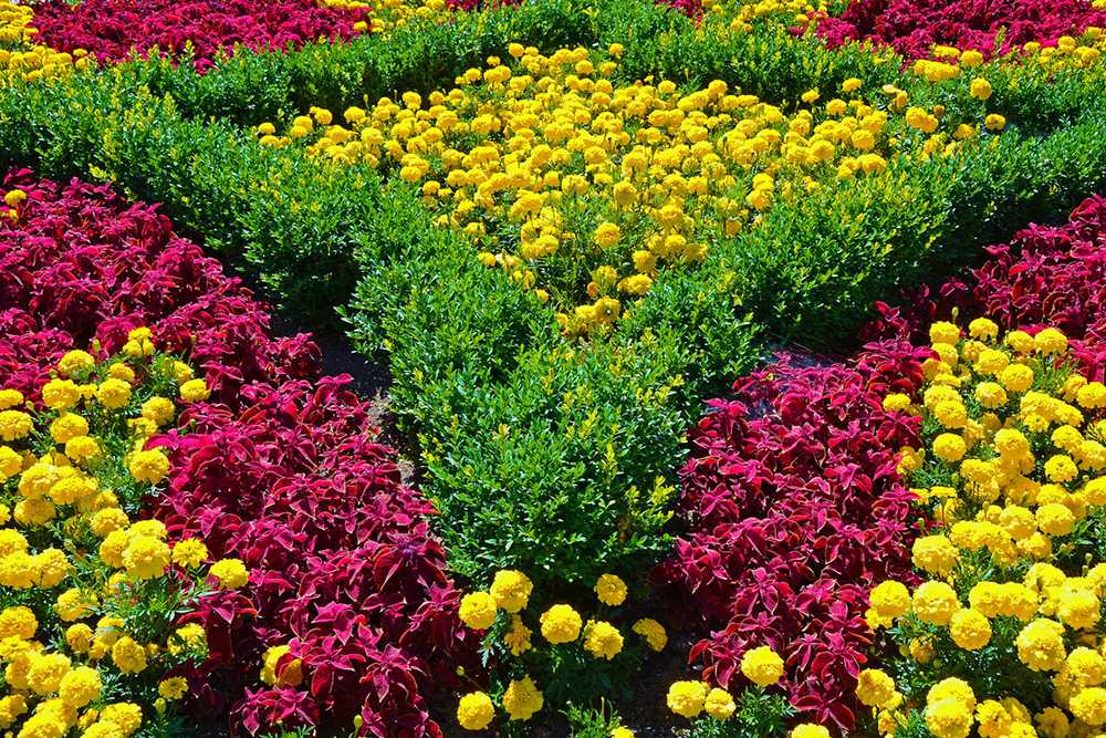 Низкорослые цветы для клумбы: 110 фото примеров выращивания многолетних и однолетних цветов