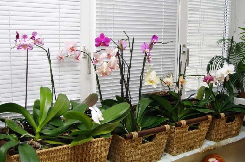 Популярные орхидеи, которые легко купить и просто вырастить