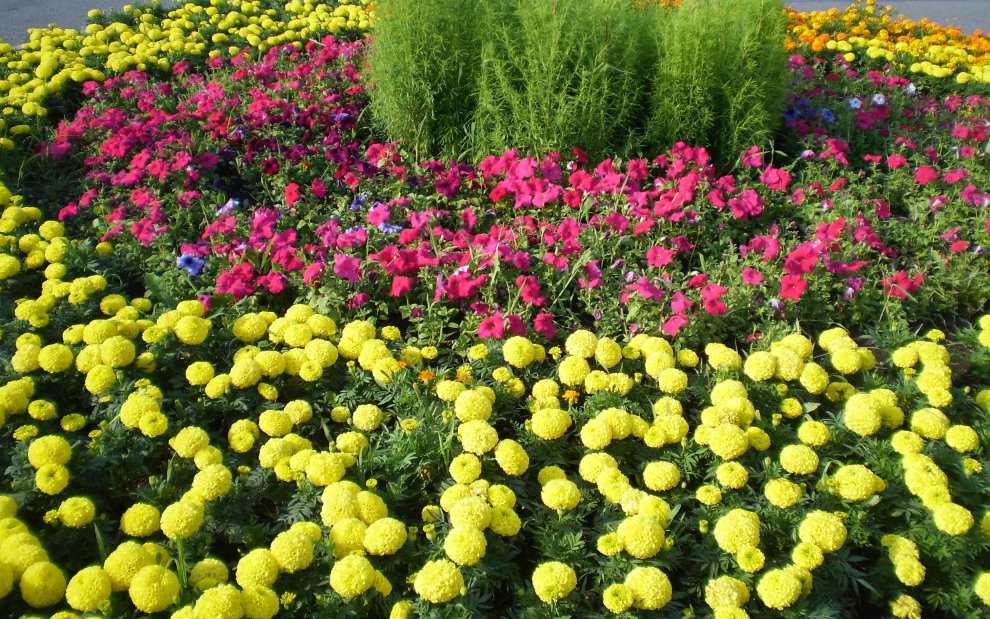 Бордюрные цветы: выбор самых востребованных цветочных растений
