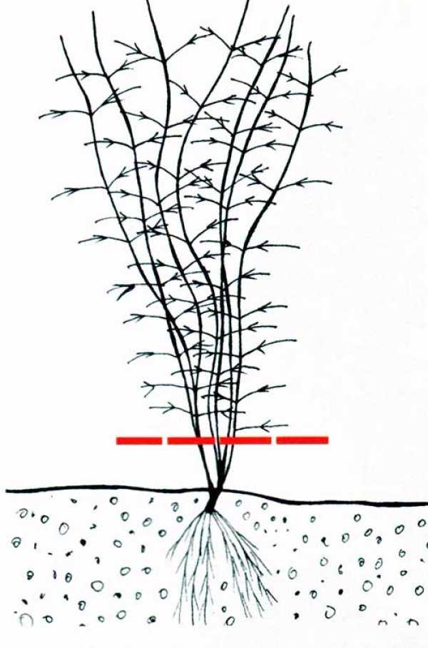 Обрезка клематисов 1, 2 и 3 группы сортов осенью на зиму