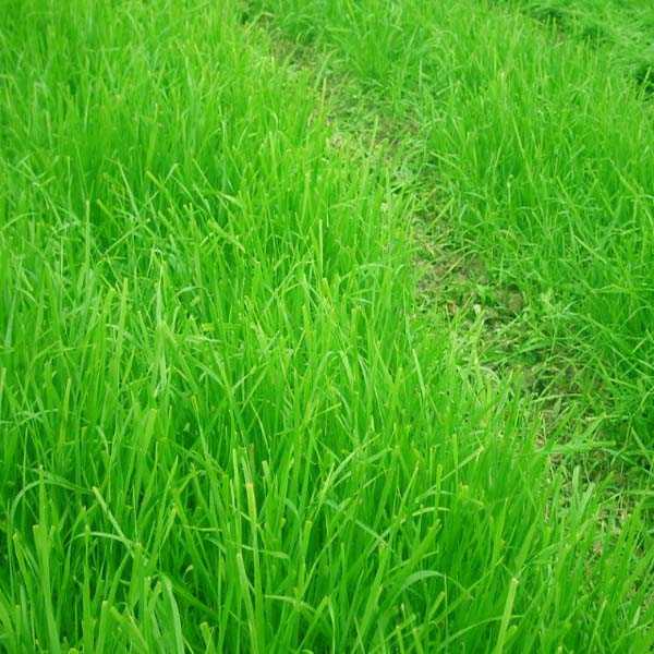 Трава для газона: как выбрать лучшую + примеры с названиями