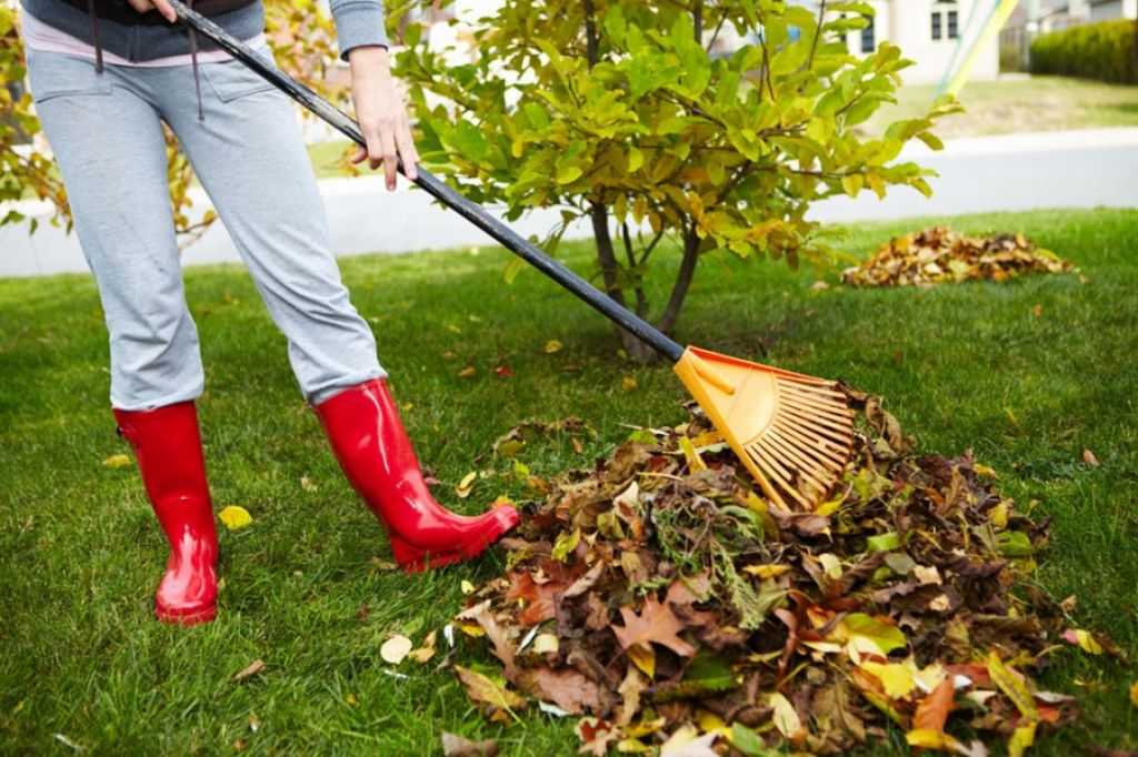 Уборка листвы. Грабли для уборки листьев. Уборка осенних листьев. Грабли для уборки листвы с газона. Уборка листьев в саду.
