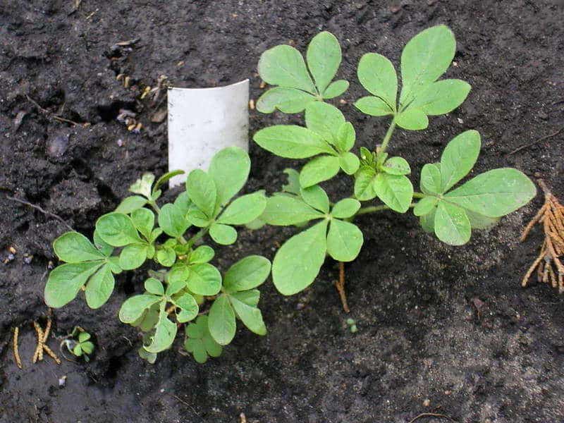 Клеома - выращивание и уход в открытом грунте