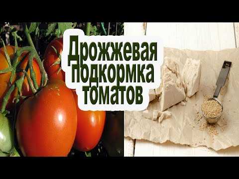Рецепты для подкормки дрожжами капусты и помидор, огурцов и овощей, как дрожжевой настой приготовить