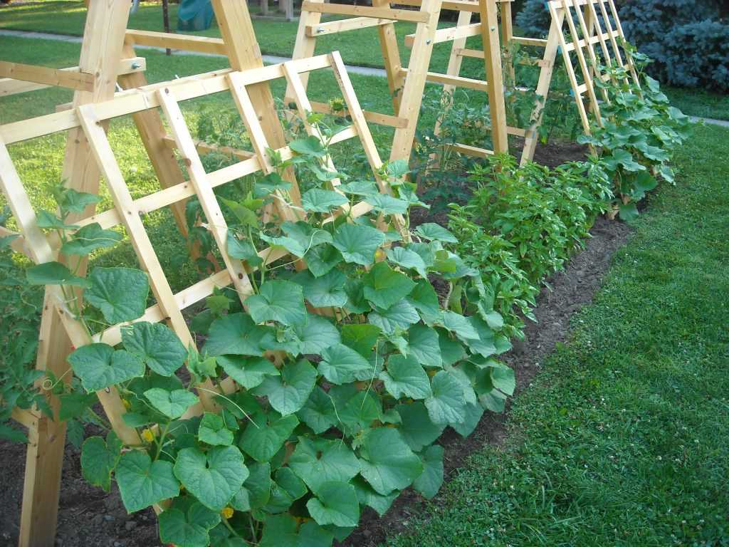 Как подвязать огурцы на грядке – лучшие советы и идеи с фото - огород, сад, балкон - медиаплатформа миртесен