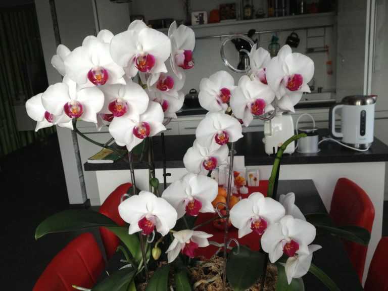 Нежная красавица орхидея дендробиум – фото растения, инструкция по пересадке в домашних условиях