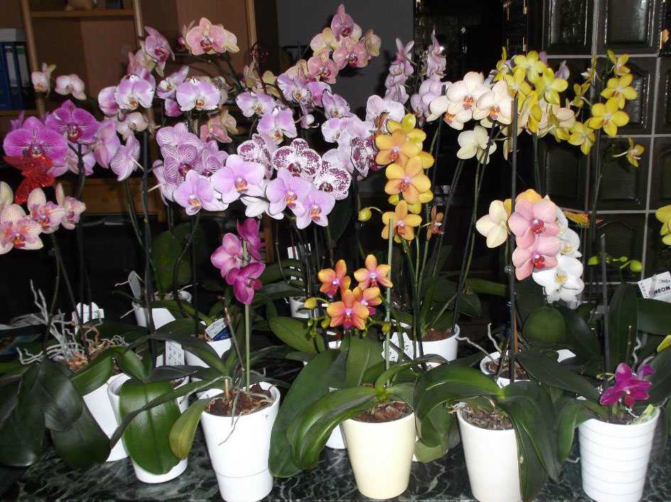 Размножение орхидеи дендробиум в домашних условиях. видео на supersadovnik.ru