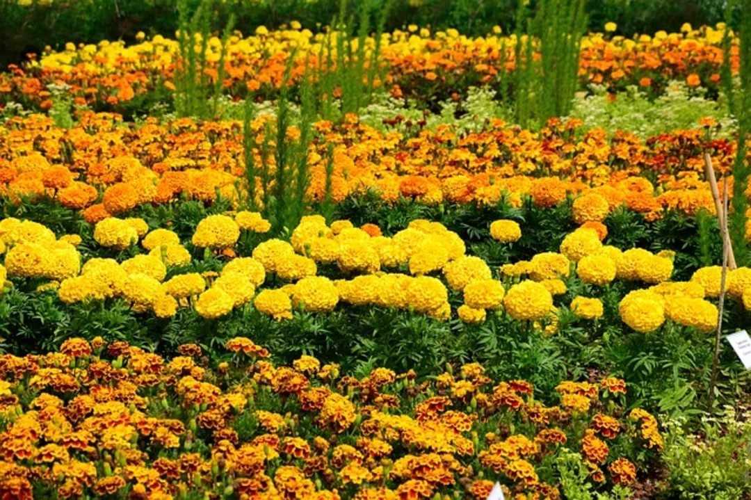 Низкорослые бордюрные цветы: фото и названия многолетних сортов разной высоты, советы по планировке и уходу